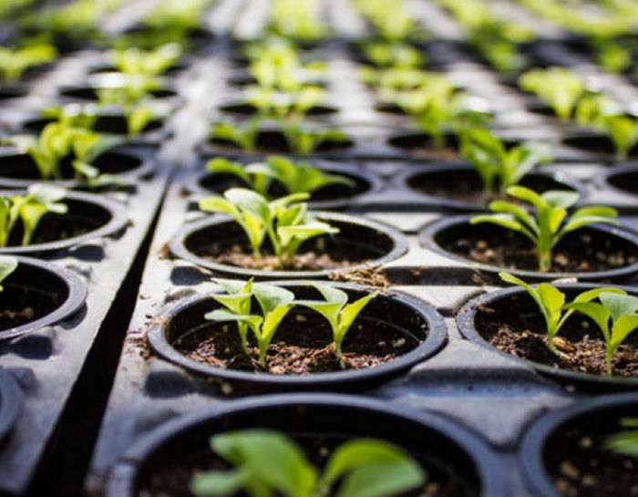 Лучшие регулярные сорта конопли: рейтинг ТОП-7 семян