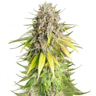 Сорт семян конопли Apple Strudel Auto Fem.