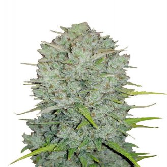 Сорт семян конопли Northern Lights Fem.