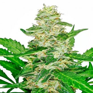 Сорт семян конопли Poddy Mouth Fem.